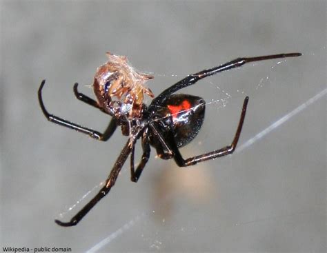 Black And Brown Widow Spiders