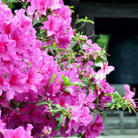 Search from our range of quality plants as well as potting mix, fertilisers and pots. Azalea 'Karens' 2.5qt U.S.D.A. Hardiness Zones 5-8 - 1pc ...