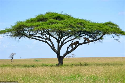 Acacia African Savanna Trees Pets Lovers