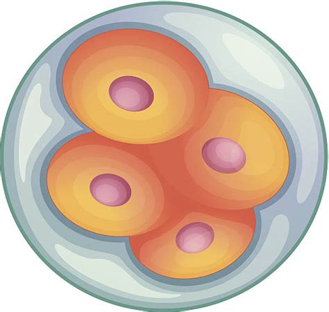 Top Mitosis Clip Art Vector Graphics And Illustrations Istock