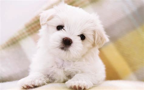 Cute Puppy Hd Images Pixelstalk Net