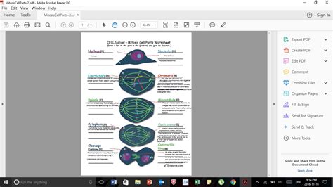 Mitosis and meiosis are two kinds of cell division that are essential to most forms of life on earth. Phases Of Mitosis Worksheet | Printable Worksheets and Activities for Teachers, Parents, Tutors ...