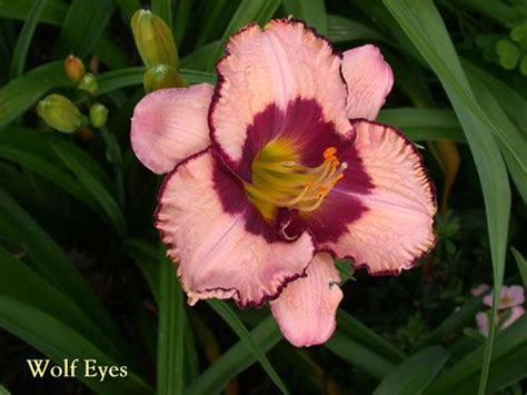 It is sold for 4,000 bells in new horizons, and 2,500 bells in prior games. Wolf Eyes daylily | Day lilies, Wolf eyes, Wolf