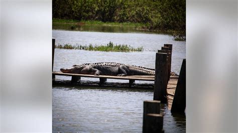 Gators Spotted At Lake Worth In Fort Worth