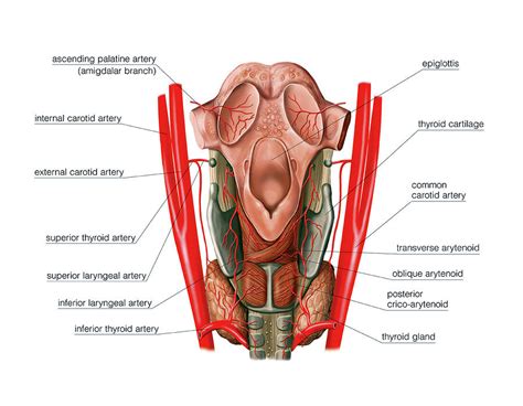 Arterial System Of The Neck Photograph By Asklepios Medical Atlas