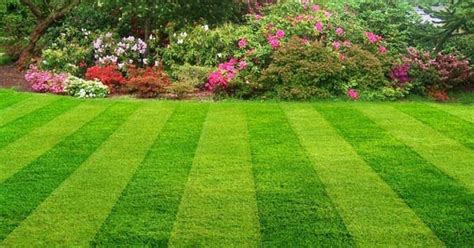 10 Jenis Rumput Hias Pilihan Untuk Percantik Taman Rumahku Unik