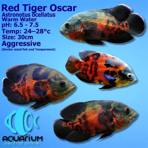 African Cichlid Fusco Cichlid Nimbochromis Fuscotaeniatus 4 5cm Aquarium Central