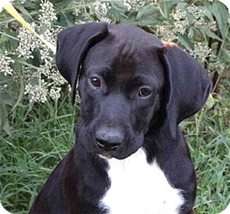Look at pictures of great dane puppies who need a home. *Tank - PENDING | Adopted Puppy | Westport, CT | Labrador ...