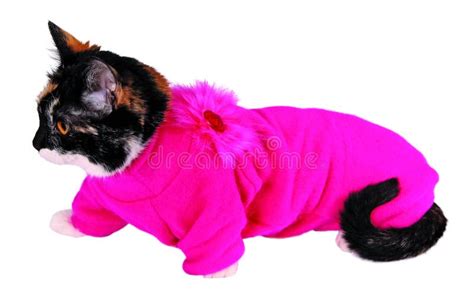 Cat In Sweater Stock Photo Image Of Portrait Adorable 10448962