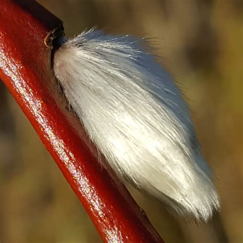 Growing Pussy Willow Catkins