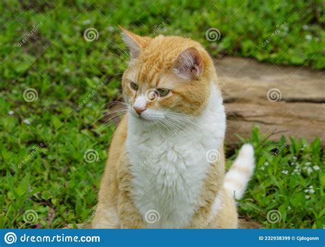 A Yellow Tabby Cat Sitting In The Green Grass Stock Image Image Of