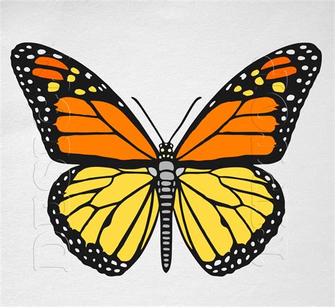 Download Monarch Butterfly Svg For Free Designlooter 2020 👨‍🎨