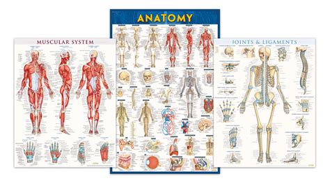 Quickstudy Human Anatomical Poster English Circulatory Globaltrad Online