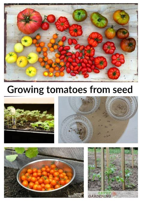 Growing Tomatoes From Seed A Step By Step Guide Growing Tomatoes