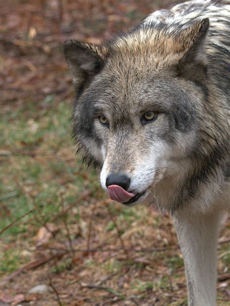 Hungry Wolf Photograph By Jim Delillo Pixels