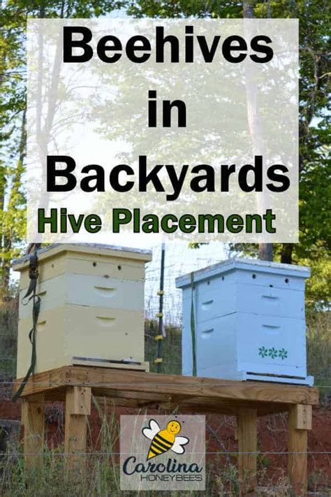 Where Is The Best Place To Put A Beehive In Your Backyard Beehive