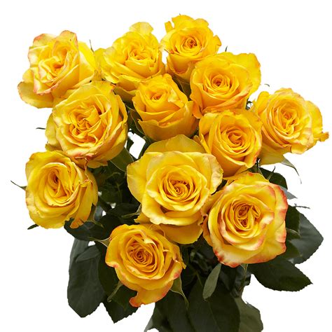 One Dozen Yellow Roses Fresh Flower Delivery