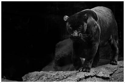 Jaguar Wallpapers Animal Cats Panther Cat Wild