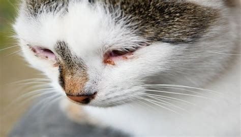 Mengenali Ciri Ciri Kucing Sakit Kucingmania
