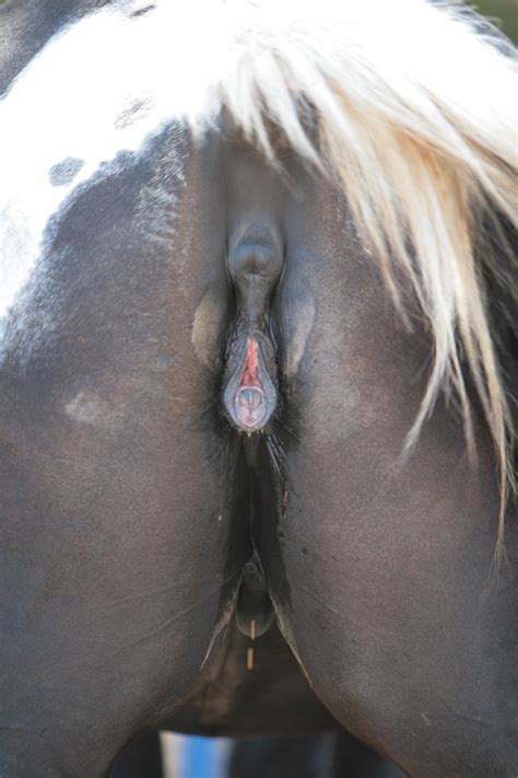 Horse Porn Squirt - Horse Pussy Squirt | Free Hot Nude Porn Pic Gallery