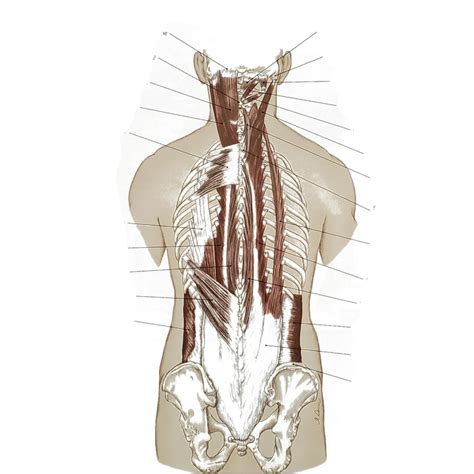 Posterior View Intermediate Muscles Of The Spine And Thorax Diagram