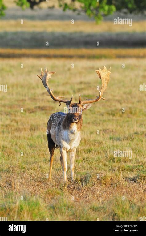 Fallow Deer Stag Stock Photo Alamy