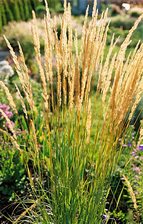 21 Ornamental Grasses To Add Unbeatable Texture To Your Garden