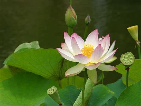 Sun Shines Beautifull Lotus Flower Pictures Pond Plants Aquatic