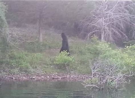 Kayaker Catches Video Of Bigfoot Crossing River