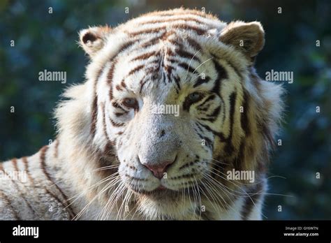 White Tiger Head Stock Photo Alamy