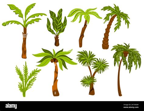 Palmeras Árboles Tropicales Decorativos Con Diferentes Formas De Hojas