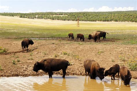 Utah // Zion & bisons | Le blog de Mathilde