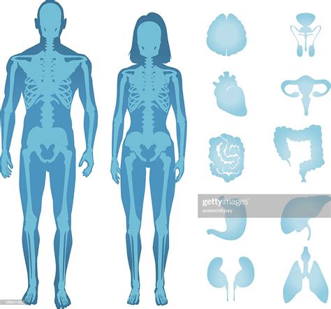Human Anatomy Vector High Res Vector Graphic Getty Images