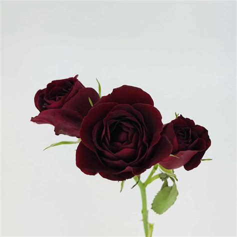 Buy fresh carnations at wholesale prices and shipped directly from our farms at give your event a sensual atmosphere with burgundy carnation flowers. Spray Rose - Burgundy - Wholesale Bulk Flowers - Cascade ...