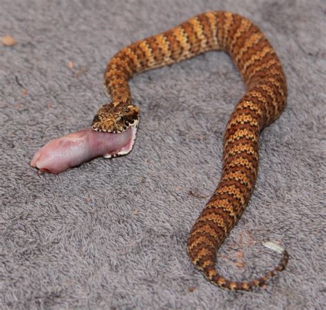 10 Most Venomous Snakes In The World Kulturaupice