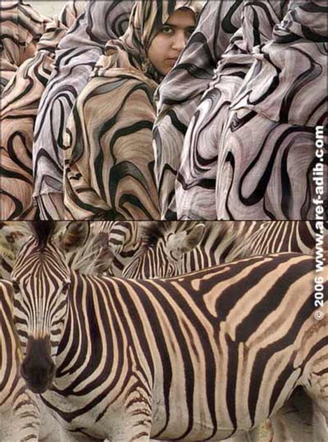 Aref Adib Zebra Look Alike