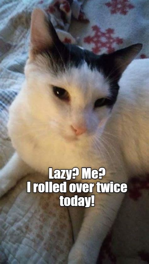 How Dare You Call Me Lazy Lolcats Lol Cat Memes Funny Cats