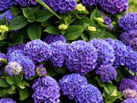 Hortensias Bleus Hortensia Bleu Hortensias Fleurs Mariage