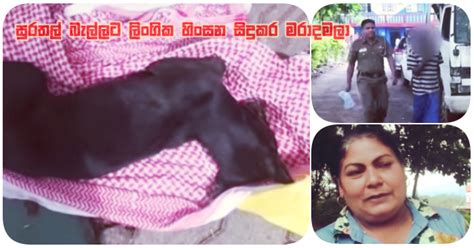 Female Pet Dog Sexually Abused And Killed Gossip Lanka News