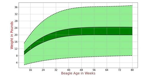 Beagle Growth Chart Beagle Weight Calculator