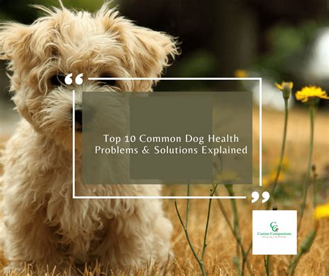 Top 10 Common Dog Health Problems And Solutions Explained