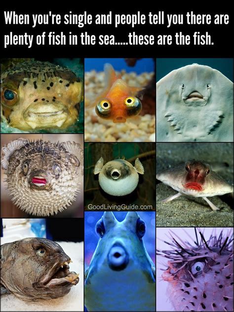 Fish In The Sea Meme Tribuntech
