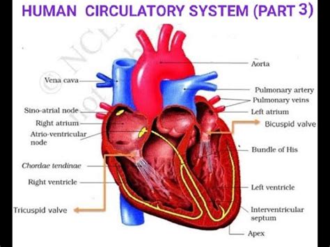 You can also get complete ncert solutions and sample papers. DOUBLE CIRCULATION IN HUMAN/ CBSE/ CLASS 10/ CHAPTER 6 ...