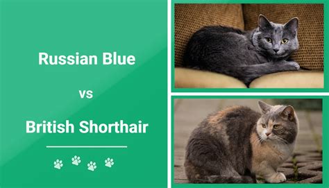 Russian Blue Vs British Shorthair Whats The Difference With Pictures