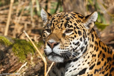 Jaguar Wild Cat Muzzle Desktop Wallpaper Other Wallpaper Better