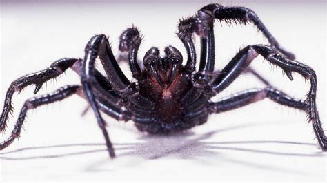 Why Catching A Funnel Web Spider Might Save A Life Manning River