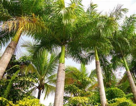Beautiful Palm Trees In The Park Stock Photo Image Of Leaf Travel