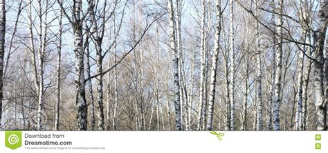 Beautiful Landscape With White Birches Stock Image Image Of Pattern