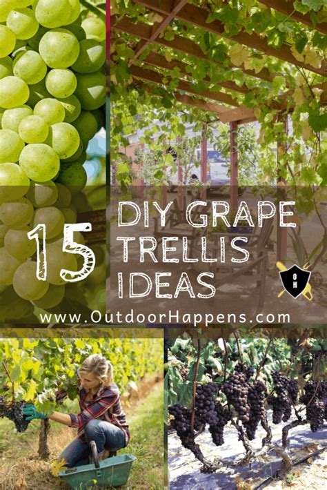 15 Sturdy Grape Vine Trellis Design Ideas For Your Backyard Arbor