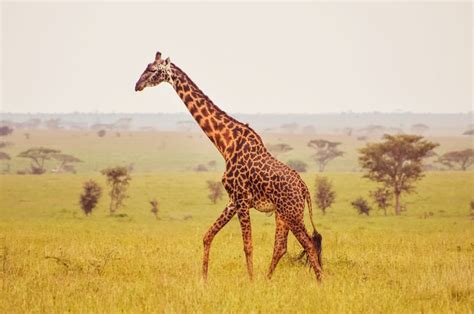 Africas Top 12 Safari Animals And Where To Find Them Safari Animals